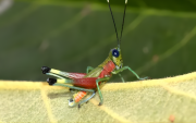 Investigadores descubrieron un nuevo saltamontes de colores llamativos hallado en Morona Santiago,