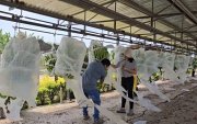 Investigación. El INIAP evalúa materiales tolerantes al Fusarium, algunos con resistencia media o parcial.