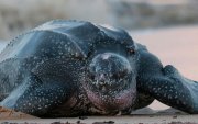 Especie. La especie tiene una población mundial reducida, estimada en alrededor de 34 000 individuos.