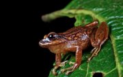 Andes. Las especies fueron halladas en los bosques de bambú.