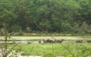 Reserva Ecológica de Guapiaçu (REGUA), Cachoeiras de Macacu, Río de Janeiro.