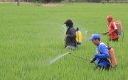 Agricultores trabajando en un cultivo de arroz en Daule.