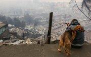 Un hombre observa junto a su perro casas afectadas tras incendios forestales este domingo, en la comuna de Penco, Concepción (Chile).