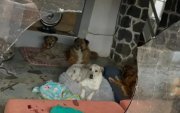 Tras el ataque vandálico, el refugio quedó con vidrios rotos y varios perros resultaron heridos; los animales fueron encontrados asustados y recibieron atención veterinaria inmediata.
