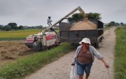 Arroceros del Recinto Los Quemados, en el cantón Daule, recolectan la graminea.