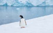 Referencial. La imagen del pingüino solitario despierta interpretaciones emocionales en redes, desde la empatía hasta la metáfora existencial.