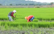 Agricultores trabajando en un cultivo de arroz.