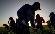 Visa de trabajo para EE.UU.: Requisitos para ecuatorianos en labores agrícolas