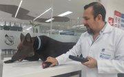 El simulador robótico K9 permite a los estudiantes de Medicina Veterinaria de la Universidad Ecotec practicar procedimientos clínicos y emergencias médicas en un entorno seguro