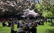 Varias personas se sientan bajo los cerezos en flor en St James's Park, en Londres, Gran Bretaña, el 18 de marzo de 2026.