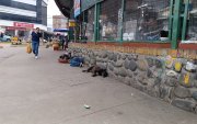 En Cuenca se alista nueva legislación para regular el cuidado y esterilización de las mascotas.