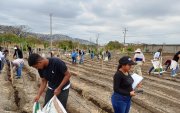 Un proyecto de investigación agronómica integra mejoradores de suelo y fertilización complementaria para optimizar la productividad de cultivos estratégicos como maíz, arroz y soya en la costa ecuatoriana.