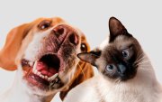 Perros y gatos reciben atención veterinaria gratuita por parte de Proanimal, que también ofrece la opción de esterilizaciones.
