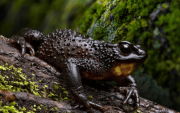 Ambientalistas alertan que la obra amenaza el río Guambaine, único lugar donde sobrevive esta especie en peligro de extinción.