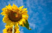 Regalar flores amarillas representa un gesto romántico, de amistad, gratitud o simplemente un detalle simbólico para alguien especial.