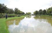 El parque Bicentenario de Quito cuenta con un humedal urbano en donde están los peces.