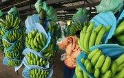 El banano es uno de los principales productos de exportación de Ecuador.