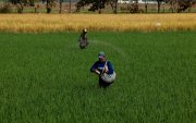 Dos agricultores trabajan en un cultivo de arroz poniendo insumos que ayudan a cuidar la plantación y que esta sea más productiva.