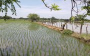 Una parcela de cultivo de arroz, en el recinto Los Quemados permanece bajo el agua por el invierno.