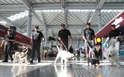 Integrantes de la Guardia Nacional caminan junto a perros del 'Escuadrón Canino' este lunes, en el Aeropuerto Internacional Felipe Ángeles (AIFA) en Santa Lucía (México).