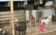 El refugio solicita ayuda urgente: alimentos, agua potable y un terreno seguro para trasladar a los 87 perros. Uno adicional, Peluche, permanece aún desaparecido.