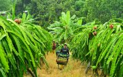 Guayas. Cosechadores de pitahaya laboran durante uno de los picos de producción del cultivo; la provincia concentra el 12 % de la producción nacional de pitahaya roja.