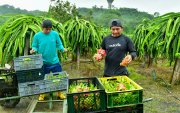 Guayas concentra el 12 % de la producción nacional de pitahaya roja