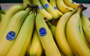 La exportación de banano ecuatoriano se está viendo afectada por el retraso de la llegada de contenedores a Ecuador.