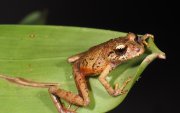 Pristimantis plateado se distingue por su iris plateado o bronce claro.