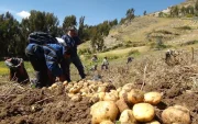 Un grupo de agricultores trabajan en un cultivo de papa.