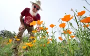 El residente de Altadena, René Amy, inspecciona las amapolas de California que crecen en el terreno donde se encontraba su antigua casa el 30 de marzo de 2026.