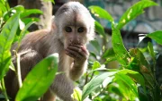 Un mono descansa entre la vegetación en el Paseo de los Monos, refugio pionero en Pastaza.