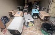 Animales rescatados permanecen en transportadoras tras la intervención en Los Vergeles.