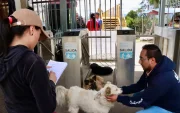 La presencia de los perros comunitarios se remonta a 2016, pero creció de forma visible durante la pandemia, en 2020.