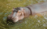 La especie es considerada invasora y ha causado daños ambientales en Colombia.