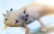 Fotografía de un ejemplar de ajolote en un área natural protegida de Xochimilco este lunes, en Ciudad de México (México).