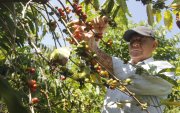 Santa Elena. Se inicia cosecha de café robusta en cultivos con baja productividad en consecuencia al déficit hídrico provocado por el cambio climático.