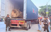 Los troncos eran transportados en un camión.
