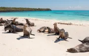 Islas Galápagos, uno de los ecosistemas más biodiversos del planeta, bajo protección de Ecuador..