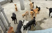 18 perros fueron encontrados en condiciones críticas dentro de una vivienda en el norte de Quito.