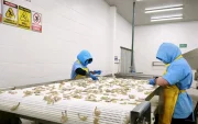 Trabajadoras en una empacadora de camarón de exportación.