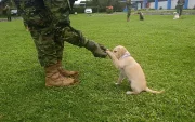 Los perros son entrenados diariamente en el escuadrón 'Patitas Callejeras', donde aprenden a confiar nuevamente en las personas.