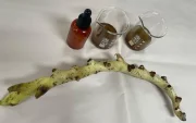 a riqueza fitoquímica de la calaguala, que incluye flavonoides y compuestos fenólicos, abre nuevas posibilidades en el cuidado de la piel.