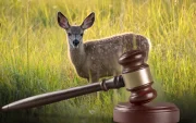 Venado de cola blanca, especie protegida cuya agresión originó el proceso legal.