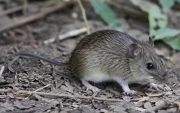 Este roedor es el responsable de la transmisión del hantavirus, relacionado con su excreción.