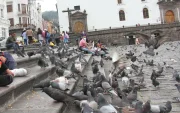 En sectores como la plaza San Francisco, las personas tienen la costumbre de alimentar a las palomas.