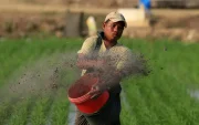 Logística. La interrupción del comercio y el traslado de insumos amenaza cadenas agrícolas claves.