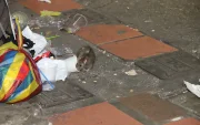 Un roedor junto a fundas de basura en la Bahía de Guayaquil.
