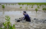 El manglar impulsa actividades económicas sostenibles vinculadas a la pesca, gastronomía, turismo ecológico y conservación ambiental.
