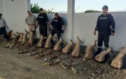 Entre los hallazgos constan 13 cabezas de venado exhibidas como trofeos, 92 cuernos, 44 elementos sueltos, 12 fragmentos y tres orejas de venado.